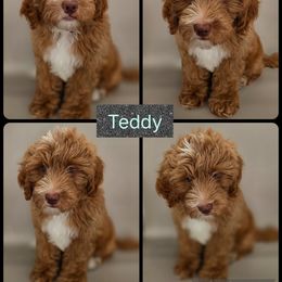 Teddy - Apricot male Goldendoodle puppy in Decatur, Tennessee from Diamond's Doodles