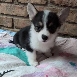 Lihua (Blue Collar) - Black and tan female Pembroke Welsh Corgi puppy in Stoystown, Pennsylvania from Willow Grove Corgis