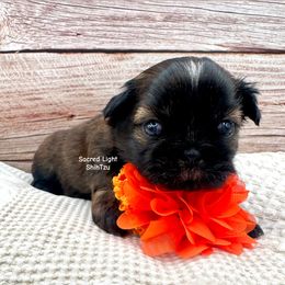 Girl 1 - Brindle female Shih Tzu puppy in Rhode Island from Sacred Light Shihtzu
