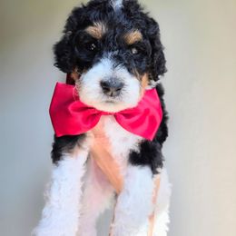 Tucks - Phantom male Goldendoodle puppy in Leander, Texas from Doodle Doula