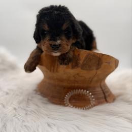 Free Dive - Tri-color male Bernedoodle puppy in Ocala, Florida from Bernedoodles of Florida