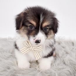 Onyx - Black and tan male Pembroke Welsh Corgi puppy in Santaquin, Utah from Blacktail Mountain Corgis