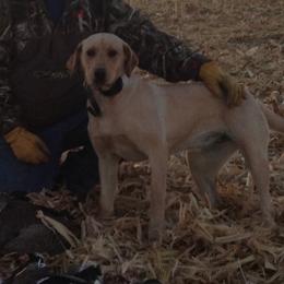 Heidi - Labrador Retriever