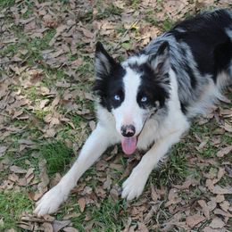 Bo - Border Collie
