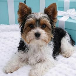 Companion Cross, Morkie, and Shorkie All Grown Up from Lil Luxe Pups