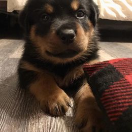Rottweiler Puppies from Alpha Co. Rottweilers