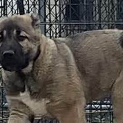 Armenian Gamprs and Boxers from Moonlite Boxers N Gamprs