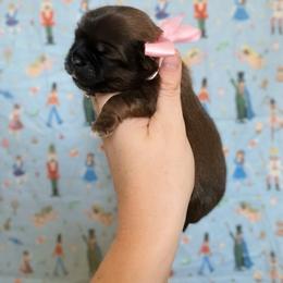 Clara - Chocolate female Shih Tzu puppy in Jasper, Georgia from Tiny Bubbles Shih Tzus