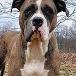 Lovely - Alapaha Blue Blood Bulldog