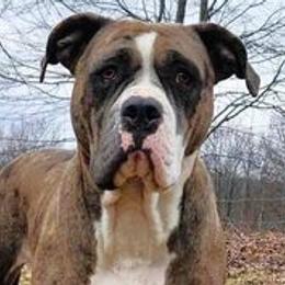 Lovely - Alapaha Blue Blood Bulldog