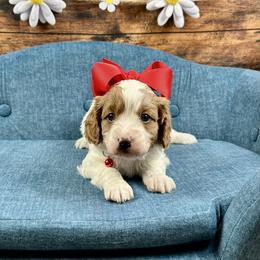 Cinderella - Blenheim female Cavapoo puppy in Lancaster, Missouri from Cavapoo Acres