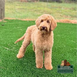 Loretta - Caramel female Australian Labradoodle puppy in Hartshorne, Oklahoma from Jena Edmond