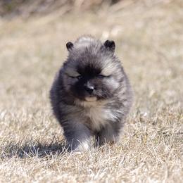 Pomsky Puppies from New World Pomskies