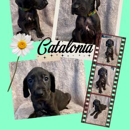 Clark - Black female Great Dane puppy in Longview, Texas from Noctua Kennels