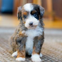 Blossom - Merle female Bernedoodle puppy in Dundee, Ohio from Down Home Doodle