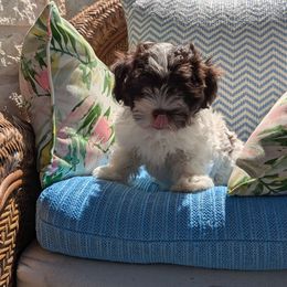 El Blanquito - White Havanese puppy in Austin, Texas from Havanese Puppies of Austin Texas