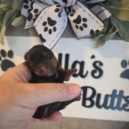 Olivia - Black and tan female Yorkshire Terrier puppy in Clermont, Florida from Bella's Prissy Butts