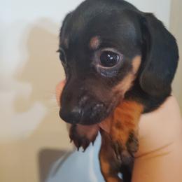 Dachshund Puppies from The Outlawed Dachshunds
