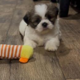 Honey - Red and white female Shih Tzu puppy in Elgin, South Carolina from Silver Bells Paw Prints