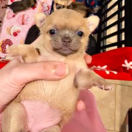 Faith - Blue fawn female Chihuahua puppy in East Syracuse, New York from Blissful’s Chihuahuas