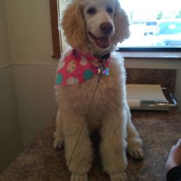 Goldendoodle and Pyredoodle Puppies from Sweet Dixie Doodles