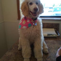 Goldendoodle and Pyredoodle Puppies from Sweet Dixie Doodles