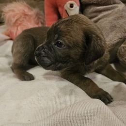Dorthy - Gray female Cane Corso puppy in Roachdale, Indiana from Cast Iron Kennels