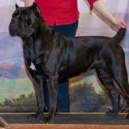 Elsa  - Cane Corso