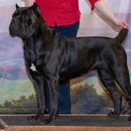 Elsa  - Cane Corso
