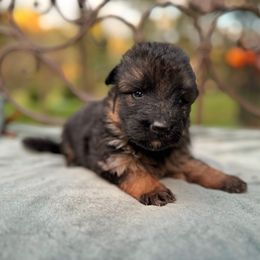 German Shepherd Puppies from Golden Ridge