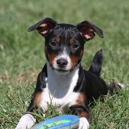 Rat Terrier Puppies from River Ridge Rat Terriers