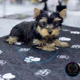 Luka - Black and tan male Yorkshire Terrier puppy in Hot Springs, Arkansas from Blissful_Yorkies