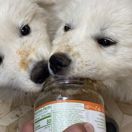 Great Pyrenees Puppies from Forestwood Farms Great Pyrenees