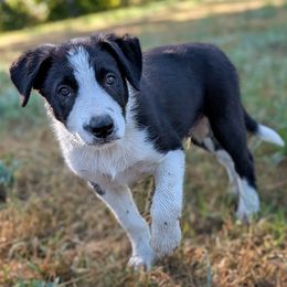 Rhys - Black and white male Border Collie puppy in Strafford, Vermont from Thundering Paws Farm Working Collies