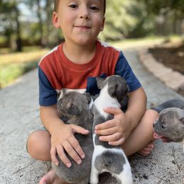 French Bulldog Puppies from The Frenchie Farm