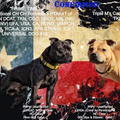 Staffordshire Bull Terrier Puppies from Lone Star Staffs
