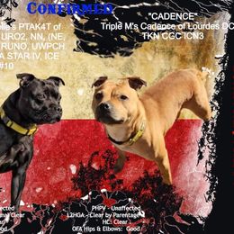Staffordshire Bull Terrier Puppies from Lone Star Staffs