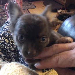 Bridgette Reese(now Penny) - Chocolate female Chihuahua puppy in Amelia, Virginia from Pannell’s Precious Pups