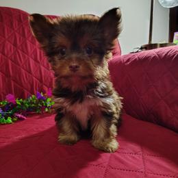 Coco Truffle - Chocolate, tan and white male Yorkshire Terrier puppy in Pine Grove, Pennsylvania from Cathy Burns