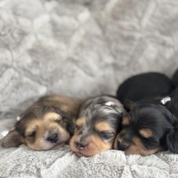 Dachshund Puppies from Dash of Love