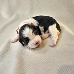 Orange Boy (Whale) - Black and white male English Springer Spaniel puppy in Spanish Fork, Utah from Orchard Hill English Springer Spaniels