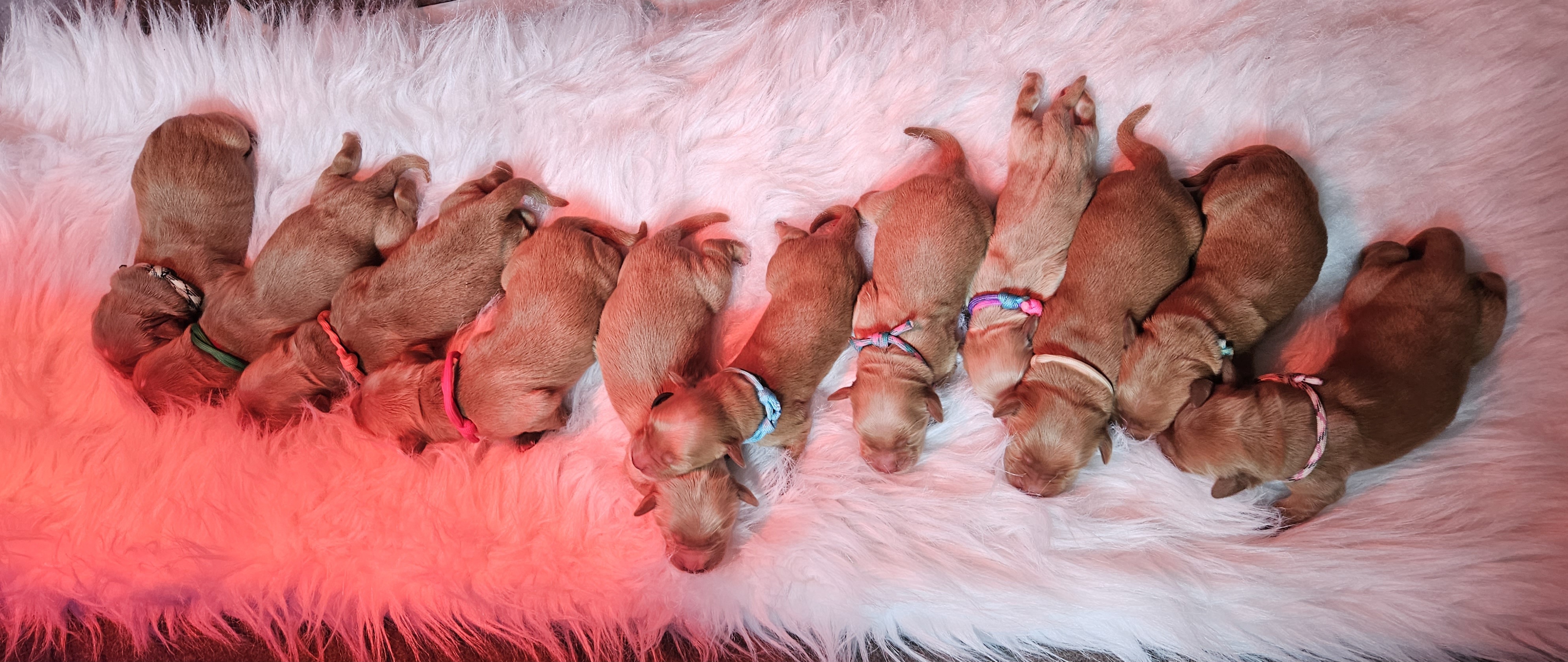 Golden Retriever Puppies from SK Golden Retrievers
