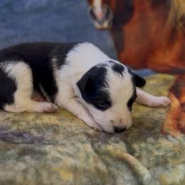 Hazel (Girl 3) - Black and white female Border Collie puppy in Mosheim, Tennessee from Elawodi Border Collies
