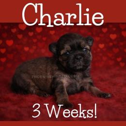 Charlie - Gold male Shih Tzu puppy in Hayden, Idaho from Phoenix Shih Tzu