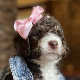 Pam - Bernedoodle puppy in Washougal, Washington from Sandy Creek Bernedoodles