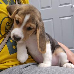 Rosie - Black white and tan female Beagle puppy in Greenwood, Missouri from Nukee's Beagles dachshunds Corgis