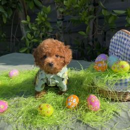 Goldendoodle Puppies from Dena Hills