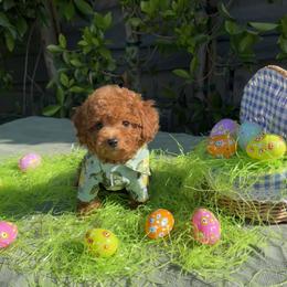 Goldendoodle Puppies from Dena Hills