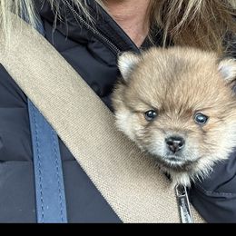 Pomeranian Puppies from Mac Daddy Poms