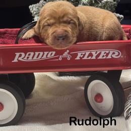 Rudolph - Yellow male Labrador Retriever puppy in Tigard, Oregon from Morrison Labrador Retreivers